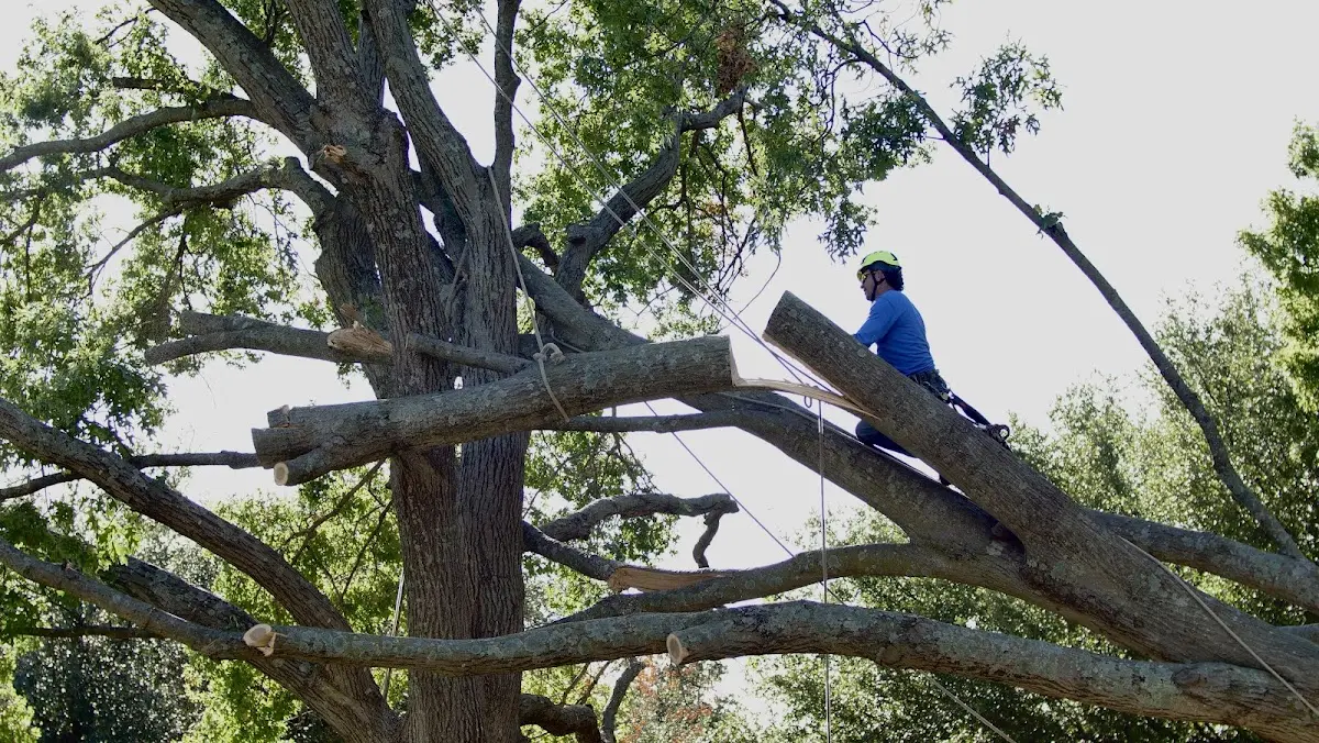 Professional Crown Thinning performed by certified arborists in Maiden